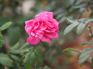 Rose Flower Pink color arrangement Beautiful bouquet on blurred of nature background symbol love Valentine’s Day