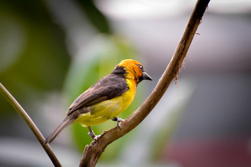 Black-necked Weaver (Ploceus nigricollis)