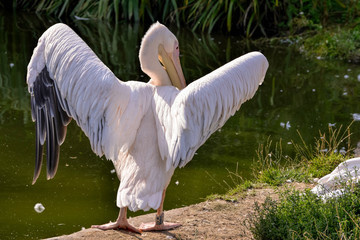 Great White Pelican (Pelecanus onocrotalus)
