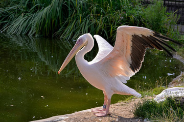 Great White Pelican (Pelecanus onocrotalus)