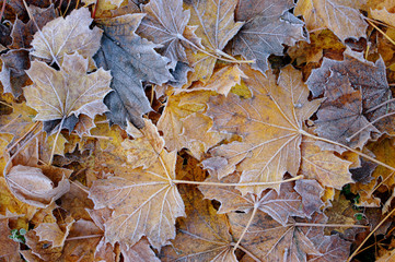 frozen autumn maple leaves with hoarfrost on the ground