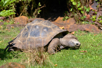 Naklejka na ściany i meble Galapagos Giant Tortoise (Chelonoidis nigra)