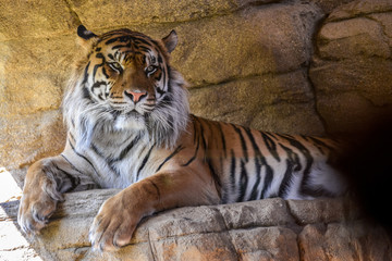 Sumatran Tiger (Panthera tigris sumatrae)