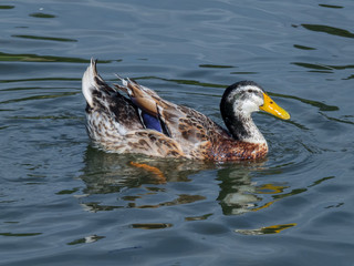 Male Mallard (Anas platyrhynchos)