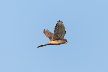 side view kestrel (falco tinnunculus) in flight in blue sky