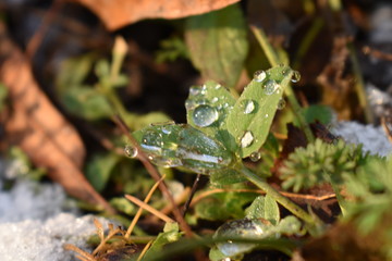 droplet on leaf