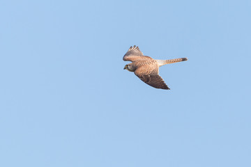 isolated kestrel (falco tinnunculus) in flight in blue sky