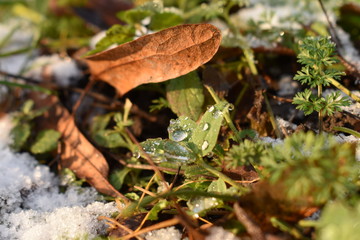 Drops on leaf