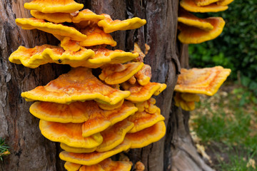Fungus on tree stump