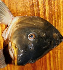 Freshwater fish. Carp fish head preparing delicious food.