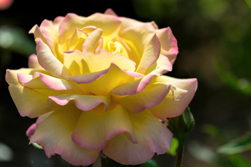 Fototapeta na wymiar Yellow Rose (Peace)