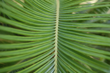 tropical green leaf with small but long icicles like needles.