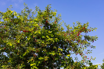 Sour cherry tree