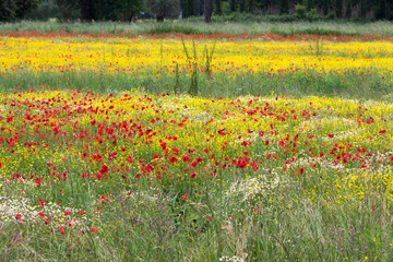 A field of spring flowers in Castiglione del Lago Province of Perugia