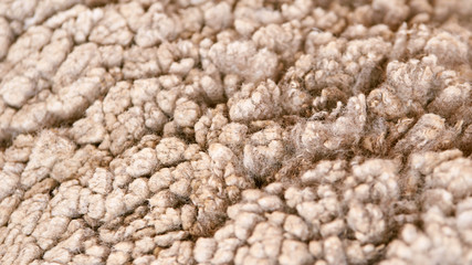 Sad kulunda breeding sheep. Muzzle sharing. Meat and fur farm production. Animal wool. Closeup texture pattern