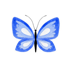 Blue watercolor butterfly isolated on a white background. Hand-drawn illustration