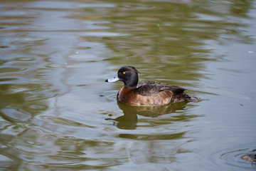 Tufted Duck (aythya fuligula)