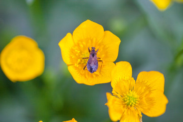Macro insect on a flower