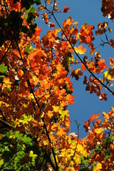 Leuchtende Ahornblätter in Herbst