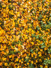 Colorful background of autumn leaves, vertical photo