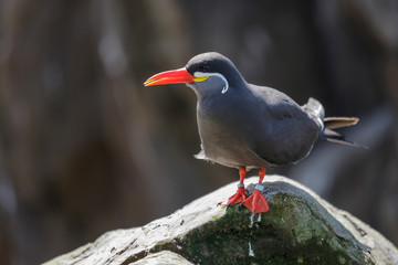Inca Tern (Larosterna inca)