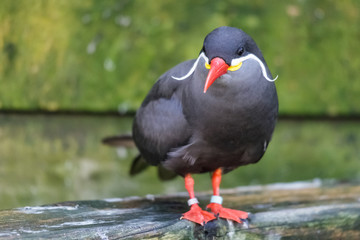 Inca Tern (Larosterna inca)