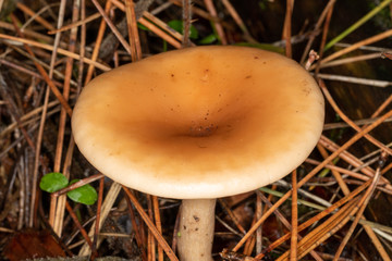 Brown Mushroom