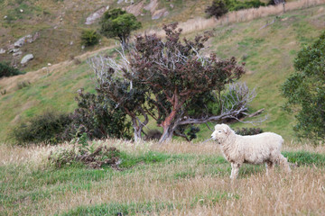 Sheep on the Otago Peninsula
