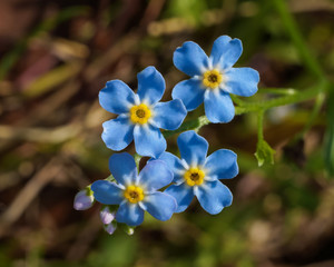 Close-up view of  little blue summer flowers  Forget me not (Myosotis scorpioides) on the sunlight. Selective focus, blurred background