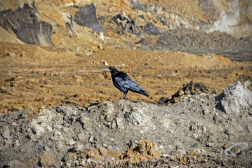  A lone black crow standing on a small hill.  Photo of a bird standing on the ground.
