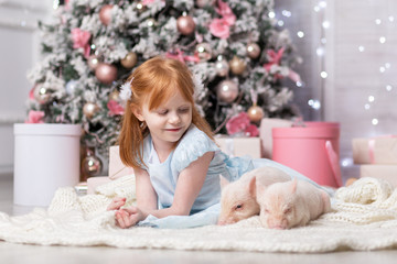 Cute mini pigs close to attractive red hair girl dressed in blue dress. Chinese New Year Symbol at Christmas background.