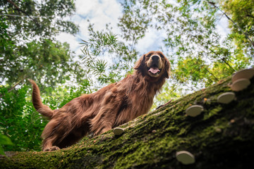 Golden retriever playing in the forest