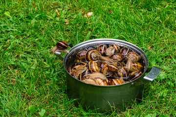 Grape snails in pan with water on background of green grass. Close-up. Escargo traditional french snail dish. Grape Snail Delicacy. Preparing snails for cooking. Space for text on left.