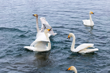 winter is not a swan lake