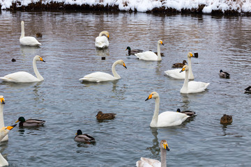 winter is not a swan lake