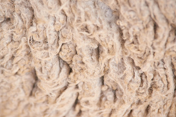 Sad kulunda breeding sheep. Muzzle sharing. Meat and fur farm production. Animal wool. Closeup texture pattern