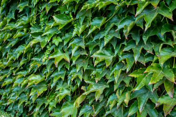 Foliage wall. Beautiful nature background of vertical garden with tropical green leaf. 