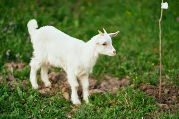 Naklejka na ściany i meble goat on green grass