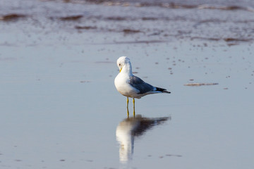big gulls