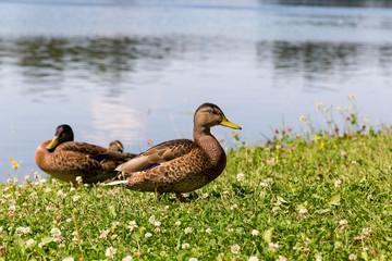 colorful wild ducks