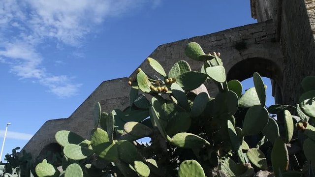 Close up on ripe prickly pears on the spike of a cactus in the summer sunlight, near a wall in Salento, Puglia, Italy. Exotical fruit rich of vitamins
