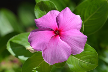 Madagascar rosy periwinkle