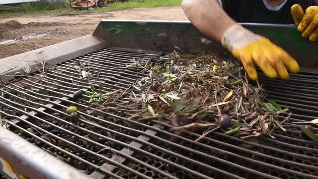 The farmer is putting harvested black olives into the mill to serarate them from leaves and brushwood. Black olives are falling inside the machine in order to be purified. Harvesting olives in Puglia
