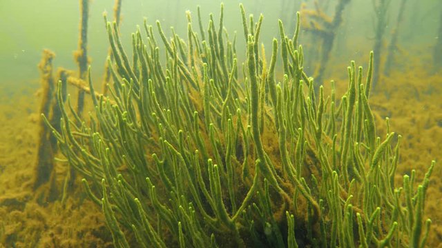 Tentacled freshwater sponge underwater in lake