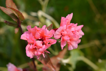 Clarkia Salmon Princess