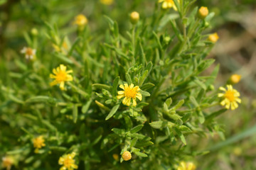 Sticky aster