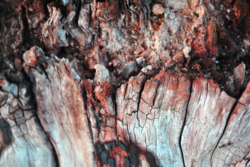 Old rough tree trunk cracked texture close up, natural organic horizontal background