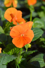 Orange Garden pansy