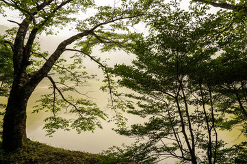 霧が発生した池の周りの樹木