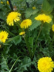 dandelion